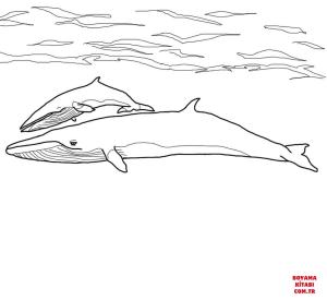 Balina boyama sayfası, Whales coloring page, , whales minke whale mother and baby 