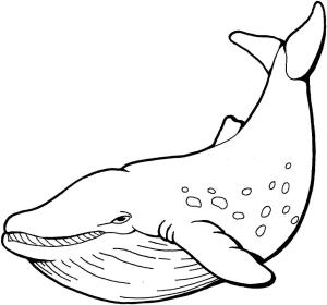 Balina boyama sayfası, Whales coloring page, Basit Balina, 