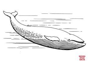 Balina boyama sayfası, Whales coloring page, , whales realistic grey whale 