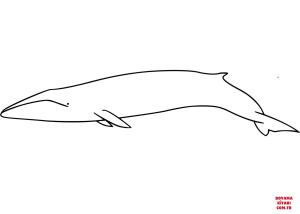 Balina boyama sayfası, Whales coloring page, , whales fin whale 