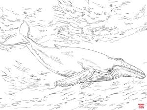 Balina boyama sayfası, Whales coloring page, , whales diving humpback whale 