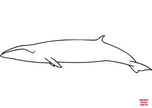 Balina boyama sayfası, Whales coloring page, , whales sei whale 