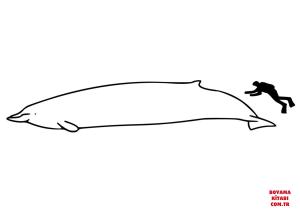 Balina boyama sayfası, Whales coloring page, , whales baird#039;s beaked whale size 