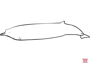 Balina boyama sayfası, Whales coloring page, , whales sato#039;s beaked whale berardius minimus 