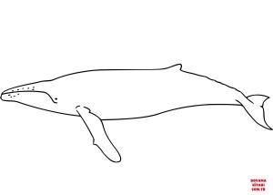 Balina boyama sayfası, Whales coloring page, , whales humpback whale 