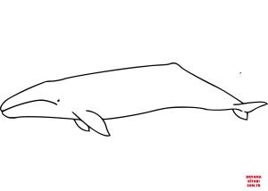 Balina boyama sayfası, Whales coloring page, , whales gray whale 