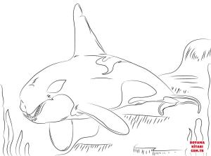 Balina boyama sayfası, Whales coloring page, , whales beautiful killer whale 