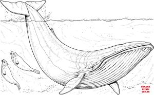 Balina boyama sayfası, Whales coloring page, , whales blue whale baby and seals 