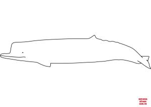 Balina boyama sayfası, Whales coloring page, , whales killer sperm whale zygophyseter 