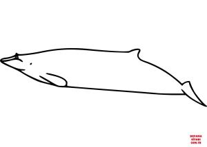 Balina boyama sayfası, Whales coloring page, , whales hubbs#039; beaked whale 