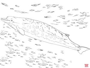 Balina boyama sayfası, Whales coloring page, , whales bairds beaked or giant bottlenose whale 