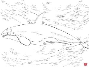 Balina boyama sayfası, Whales coloring page, , whales killer whale orca 