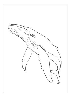 Balina boyama sayfası, Whales coloring page, Ücretsiz Balina, 