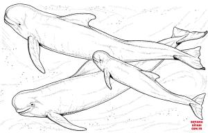 Balina boyama sayfası, Whales coloring page, , whales beluga whales 