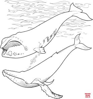 Balina boyama sayfası, Whales coloring page, , whales right whale and humpback whale in the ocean 