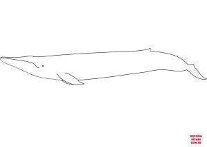Balina boyama sayfası, Whales coloring page, , whales blue whale 