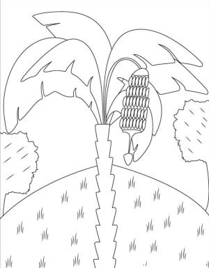 Muz boyama sayfası,  coloring page, Muz Ağacı, 