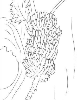 Muz boyama sayfası,  coloring page, Ağaçta Bir Demet Muz, 