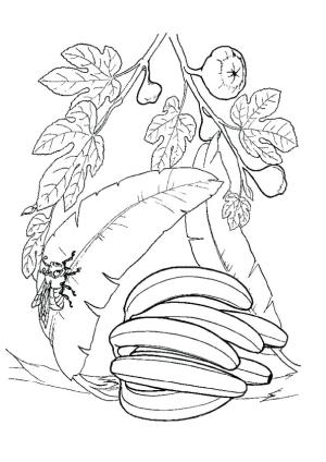 Muz boyama sayfası,  coloring page, Yapraklı Muz Demet, 