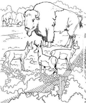 Bizon boyama sayfası,  coloring page, Bizonlar ve Pronghorns, 