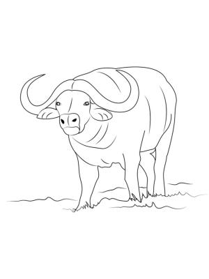 Bizon boyama sayfası,  coloring page, Gerçekçi bizon 2, 