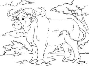 Bizon boyama sayfası,  coloring page, African Buffalo, 