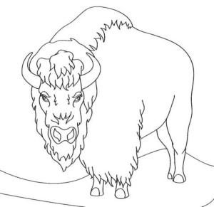 Bizon boyama sayfası,  coloring page, Kizgın bizon, 