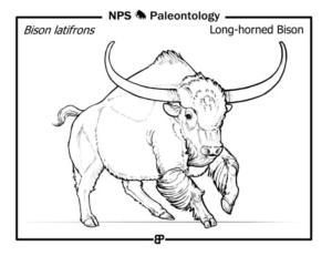 Bizon boyama sayfası,  coloring page, Tarih Öncesi Uzun Boynuzlu Bizon, 