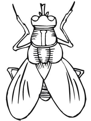 Böcek boyama sayfası,  coloring page, Sinekler, 