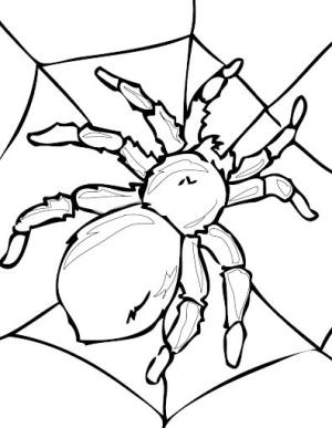 Böcek boyama sayfası,  coloring page, Örümcek, 