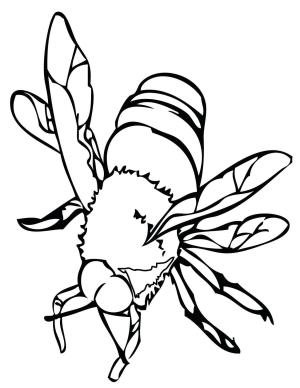 Böcek boyama sayfası,  coloring page, Bal Arısı, 