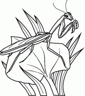 Böcek boyama sayfası,  coloring page, Yapraklarda Mantis, 