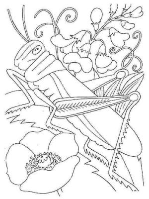 Böcek boyama sayfası,  coloring page, Taze çekirge, 