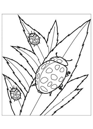 Böcekler boyama sayfası,  coloring page, Ücretsiz Böcek Görüntü Anahat, 