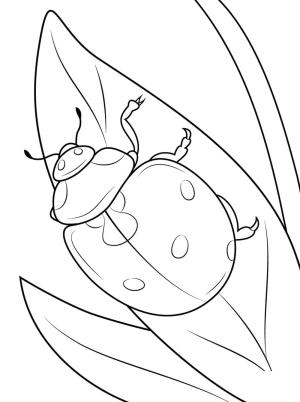 Böcekler boyama sayfası,  coloring page, Böcekleri çiz temel, 