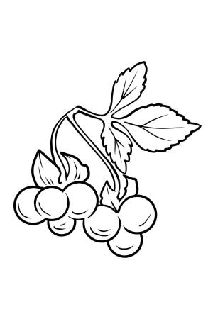 Böğürtlen boyama sayfası,  coloring page, Güzel Böğürtlen, 