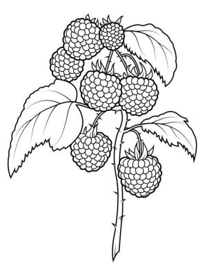 Böğürtlen boyama sayfası,  coloring page, Böğürtlen Ağacı, 