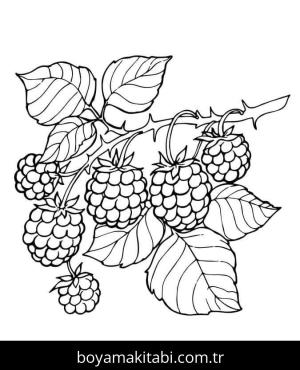 Böğürtlen boyama sayfası – yaratıcılık, eğlenceli etkinlik