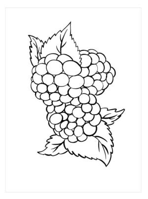 Böğürtlen boyama sayfası,  coloring page, İnanılmaz Böğürtlen, 