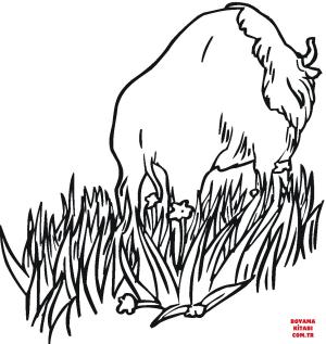 Bufalo boyama sayfası, Buffalo coloring page, , Buffalo Bison Is Walking In The Prairies