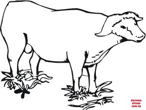 Bufalo boyama sayfası, Buffalo coloring page, , Buffalo Cape African Buffalo