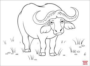 Bufalo boyama sayfası, Buffalo coloring page, , Buffalo Buffalo