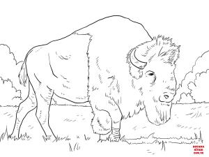 Bufalo boyama sayfası, Buffalo coloring page, , Buffalo Bison Grazing On Grasses