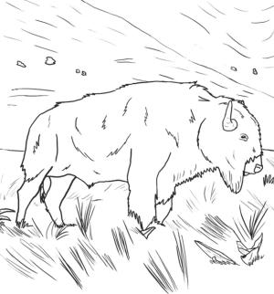 Bufalo boyama sayfası, Buffalo coloring page, , Buffalo Bison