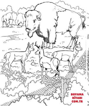 Bufalo boyama sayfası, Buffalo coloring page, , Buffalo Bisons And Pronghorns