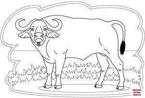 Bufalo boyama sayfası, Buffalo coloring page, , Buffalo Buffalo