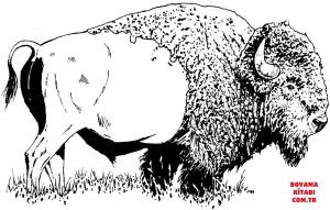 Bufalo boyama sayfası, Buffalo coloring page, , Buffalo Bison American Buffalo