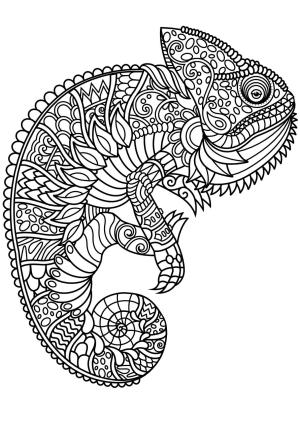 Bukalemunlar boyama sayfası,  coloring page, Bukalemun Yetişkinler Içindir, 