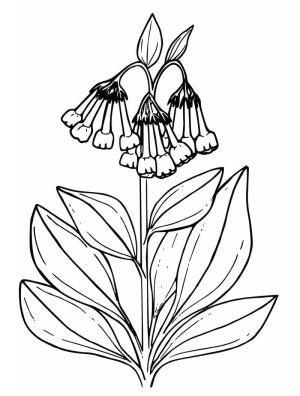 Çan çiçeği boyama sayfası,  coloring page, Çan çiçeği ücretsiz, 