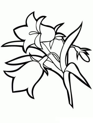 Çan çiçeği boyama sayfası,  coloring page, Ücretsiz Çan çiçeği, 